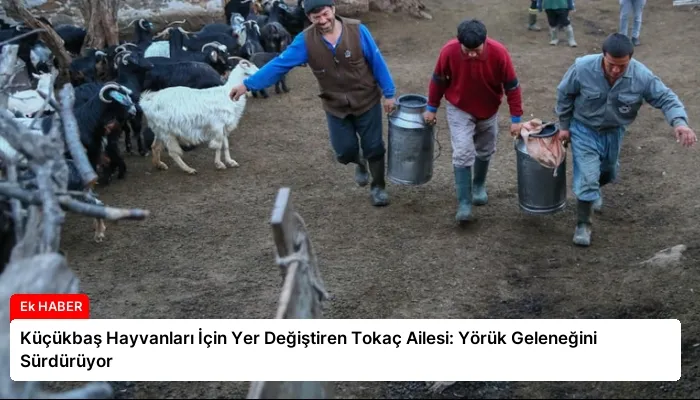 Küçükbaş Hayvanları İçin Yer Değiştiren Tokaç Ailesi: Yörük Geleneğini Sürdürüyor