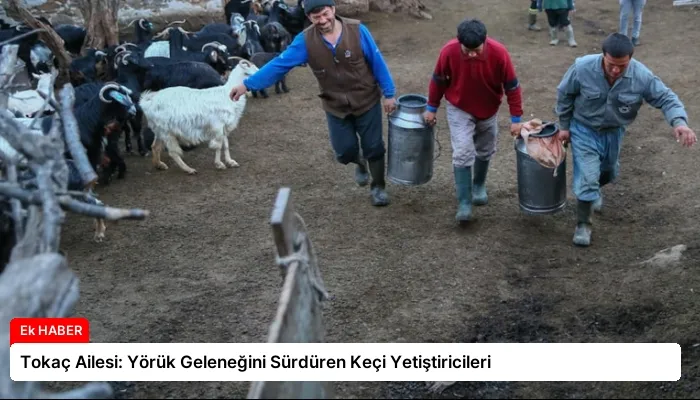 Tokaç Ailesi: Yörük Geleneğini Sürdüren Keçi Yetiştiricileri