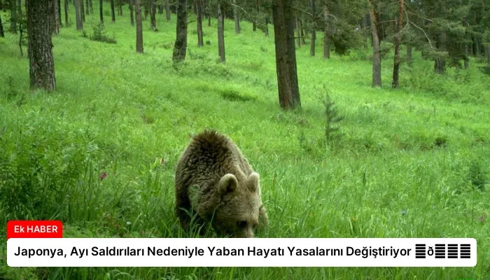 Japonya, Ayı Saldırıları Nedeniyle Yaban Hayatı Yasalarını Değiştiriyor ⏬👇