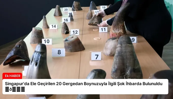 Singapur’da Ele Geçirilen 20 Gergedan Boynuzuyla İlgili Şok İhbarda Bulunuldu ⏬👇