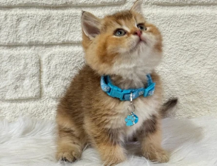 Kedi Sahiplenme Hayaline İlk Adım