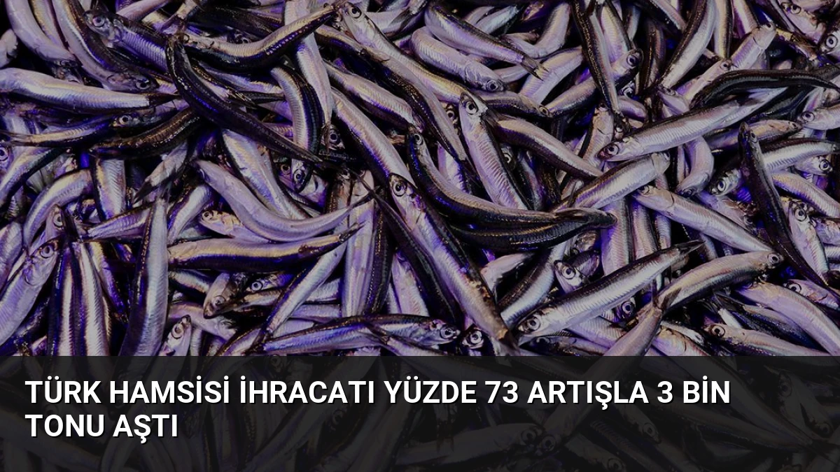 Türk Hamsisi İhracatı Yüzde 73 Artışla 3 Bin Tonu Aştı