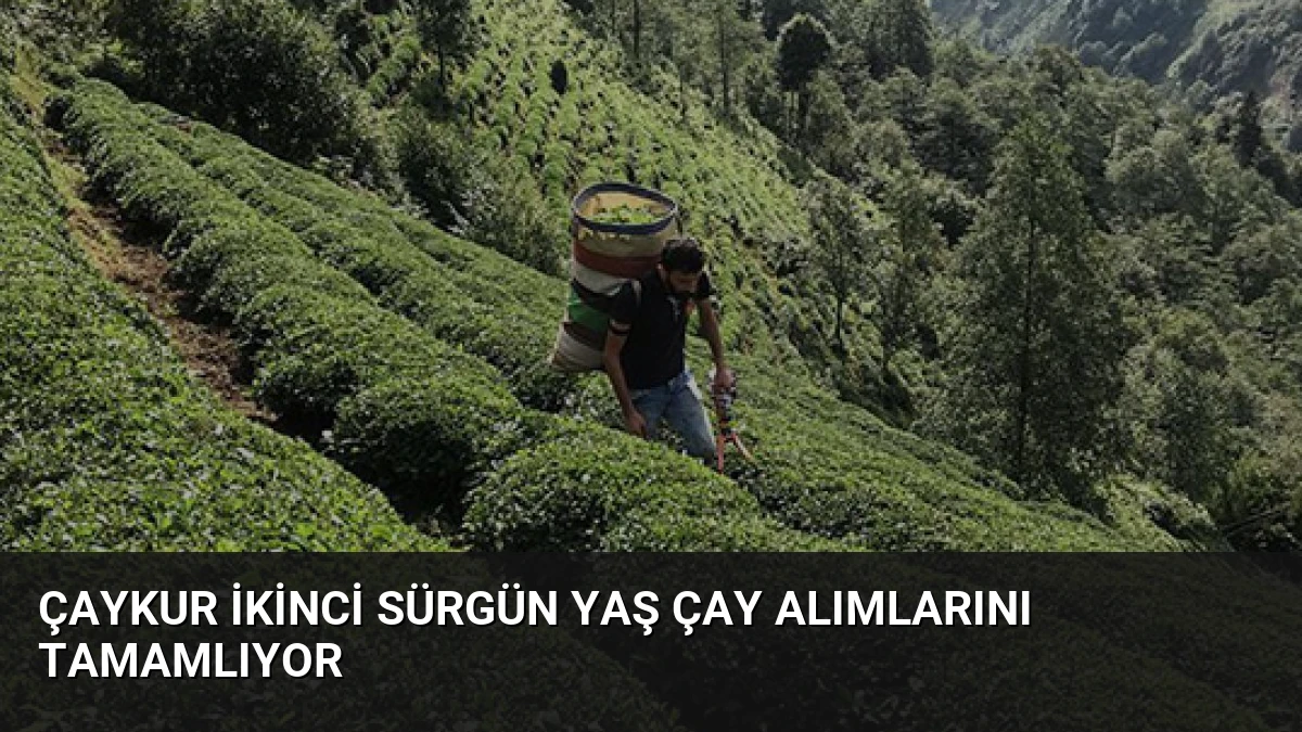 ÇAYKUR İkinci Sürgün Yaş Çay Alımlarını Tamamlıyor