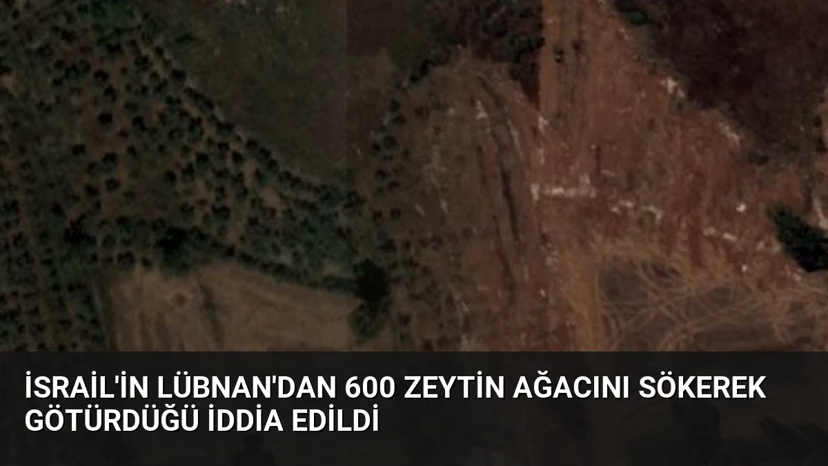 İsrail’in Lübnan’dan 600 Zeytin Ağacını Sökerek Götürdüğü İddia Edildi