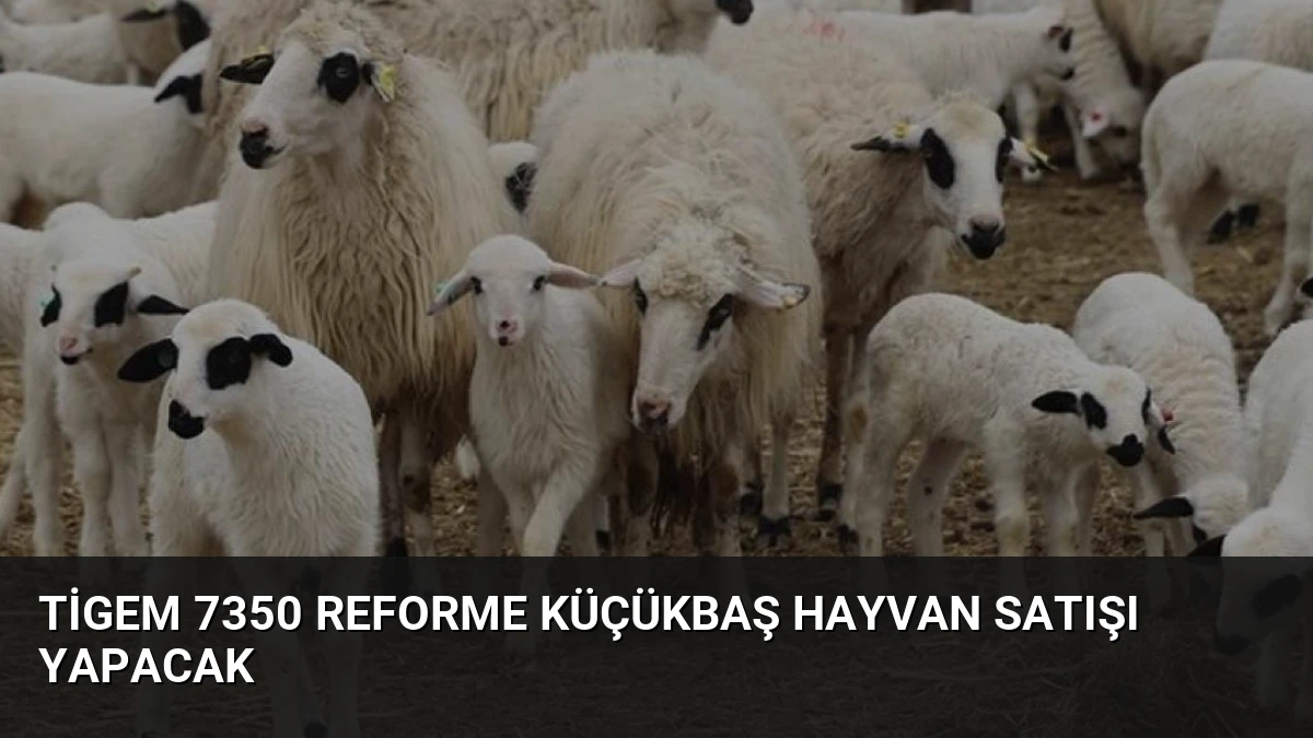 Tigem 7350 Reforme Küçükbaş Hayvan Satışı Yapacak