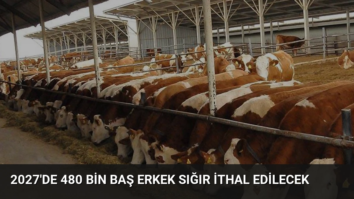 2027’de 480 Bin Baş Erkek Sığır İthal Edilecek