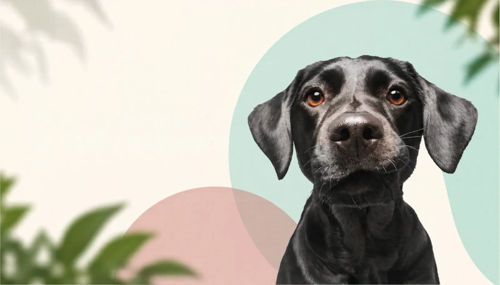 Online pet alışverişi, iki yılda 11 puan artışla %49’a yükseldi